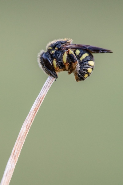 Kleine Harzbiene (Anthidium strigatum)