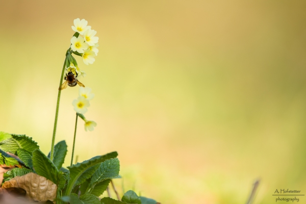 Schlüsselblümchen