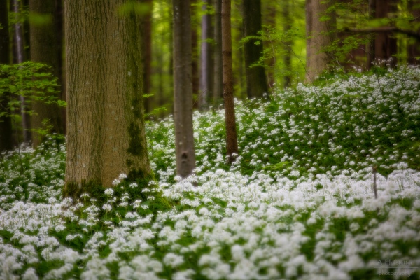 Blumenteppich Doppelbelichtung