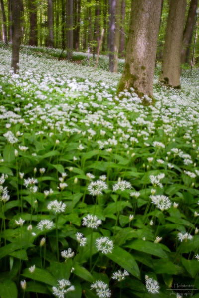 Blumenteppich Doppelbelichtung