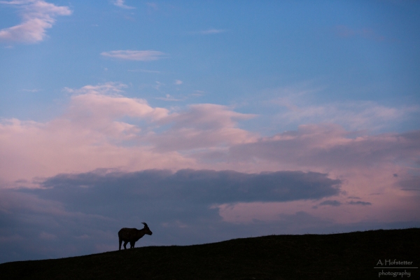 Steingeiss Silhouette