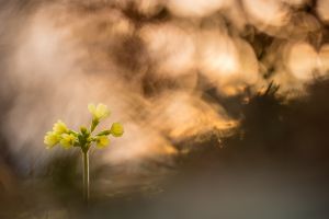 Hohe Schlüsselblume (Primula elatior)